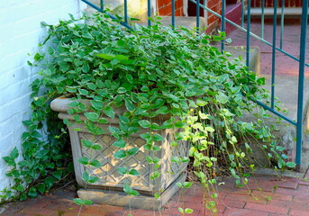 Ivy Streams from Large Outdoor Pot