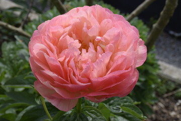 Pfingstrosenblüte