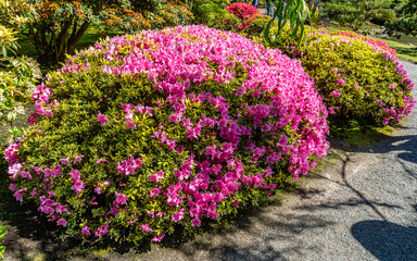 Obraz premium Japanese Garden Blooming Flowers