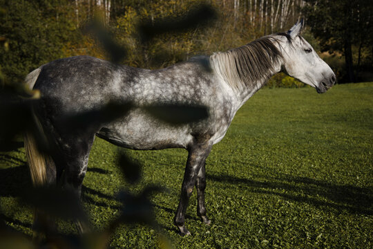 Majestic Grey Horse Grazing in Lush Green Pasture at Sunset