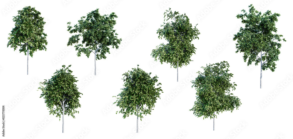 Poster set of deciduous tree isolated on transparent background. 3d render.