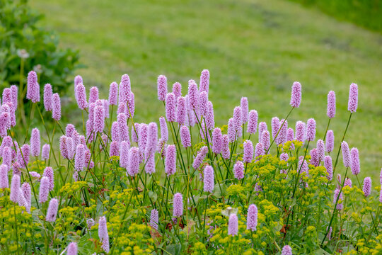 Selective focus of white pink flowers with green leaves, Bistorta officinalis in the garden, European bistort is a species of flowering plant in the dock family Polygonaceae, Natural floral background