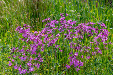 Selective focus of purple wildflowers on green grass meadow, Silene flos-cuculi or commonly called ragged-robin is a perennial herbaceous plant in the family Caryophyllaceae, Nature floral background.