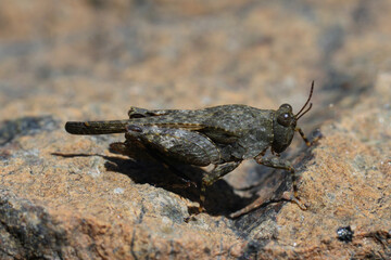 Closeup on a North-American Aztec Pygmy Grasshopper, Teredorus aztecus, sitting on a stone, California