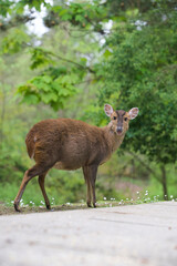 Wary Deer on Paved Pathway