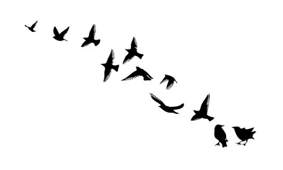 Flying birds silhouette flock. hand drawing. Not AI, Vector illustration