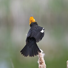 Yellow-headed Blackbird 