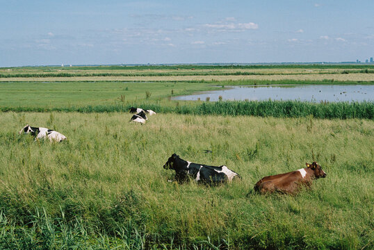 Serenity in the pasture: Cows grazing on dutch green fields