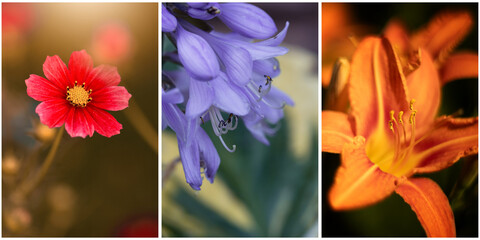 Kolaż, piękny, letni kwiat, pastelowy kolor. Jasne dekoracyjne tło kwiatowe. Bukiet kwiatów, puste miejsce na tekst, życzenia, zaproszenie  © anettastar