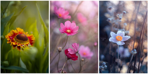 Kolaż, piękny, letni kwiat, pastelowy kolor. Jasne dekoracyjne tło kwiatowe. Bukiet kwiatów,...