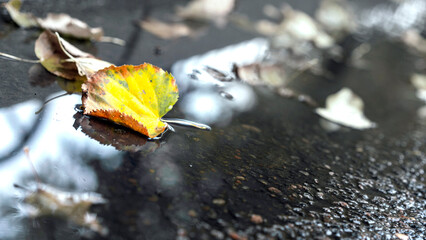 Yellow leaf on wet asphalt reflection in water puddle. Autumnal scene with fallen foliage on shiny...