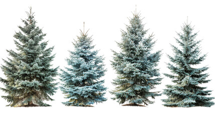 Obraz premium Christmas Tree collage on white background 