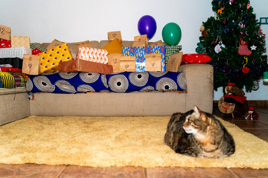Christmas gifts with tree, cat and catalan ti&oacute;