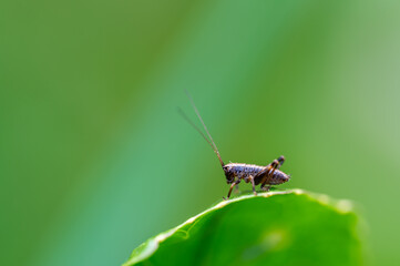 A tiny Dark bush-Cricket nymph, Pholidoptera griseoaptera, sitting on a stinging nettle leaf in spring.