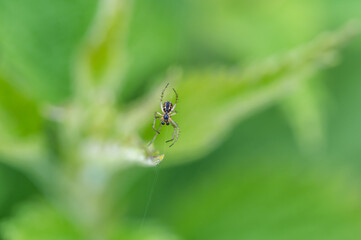 Mangora acalypha is a species of spider in the family Araneidae. spider in macro (Mangora acalypha). Cricket-bat Orb-weaver Spider (Mangora acalypha).