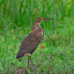 Birds of Colombia