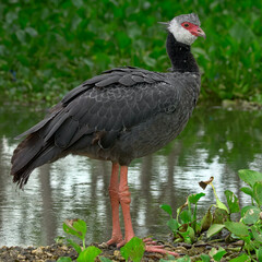Birds of Colombia