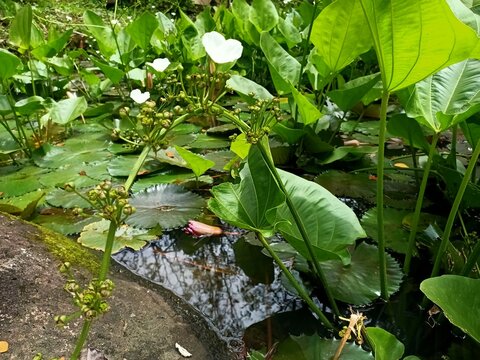 water lily in the garden