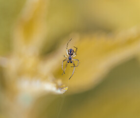 Mangora acalypha is a species of spider in the family Araneidae. spider in macro (Mangora acalypha). Cricket-bat Orb-weaver Spider (Mangora acalypha).