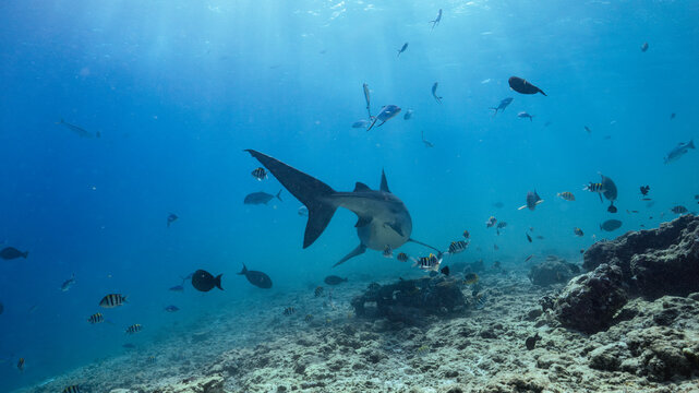 Tiger shark swimming into the blue off Fuvahmulah, Maldives