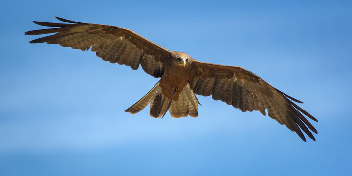 view of a black kite during a falconry show