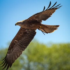 view of a black kite during a falconry show