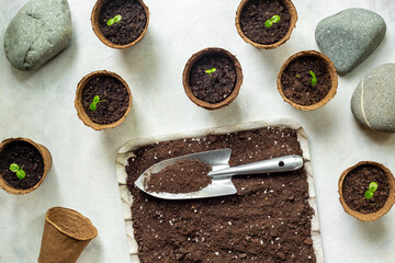 Soil for plants on a tray and seedlings in peat pots. Home gardening