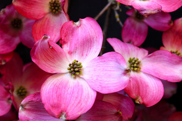Pink Flower Dogwood 01