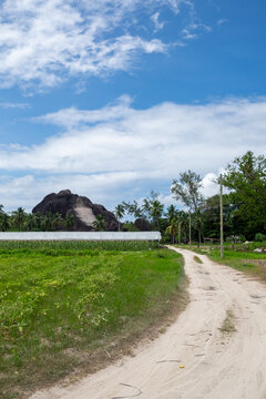Agriculture, food crops growing on smallholding