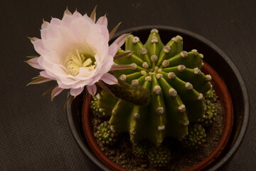 Echinopsis in Blüte