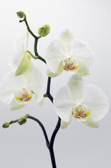 Obraz premium Cluster of beauty