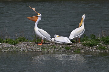 pelicans on the water