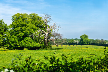 View of the countryside and a ring of stones from Icklesham near Winchelsea in East Sussex 