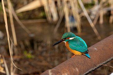 kingfisher on the branch