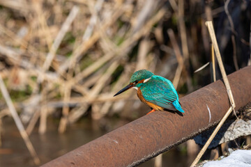 kingfisher on the branch