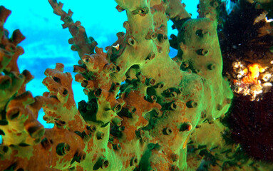 Ocean (334121)