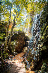 waterfall in the forest