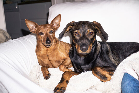 Dogs relaxing on the sofa.