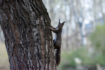 squirrel on a tree