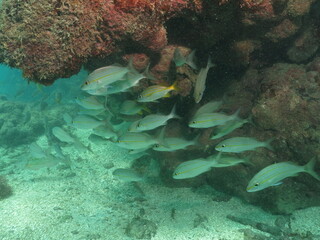 peces en la barrera de coral