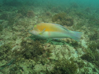 peces en la barrera de coral