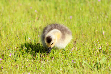 Canada Gosling Yellow 06