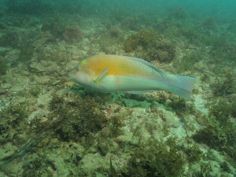 peces en la barrera de coral