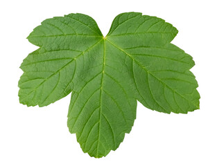 Sycamore maple leaf in fresh green spring color, isolated image, transparent background