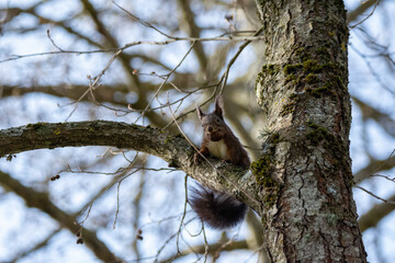 squirrel on tree