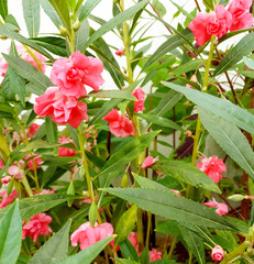 Flowering plant growing in garden, nature photography, natural gardening background, floral wallpaper