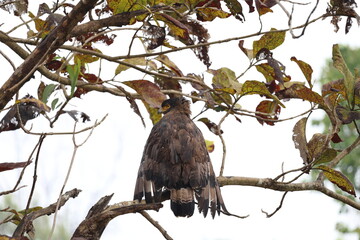 Serpent Eagle