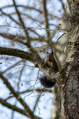 squirrel on a tree