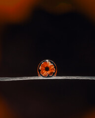 orange poppy on a dark background