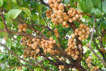 Longkong fruit native to Southeast Asia, has sweet and fragrant flesh. Ripe on the tree appetizing...